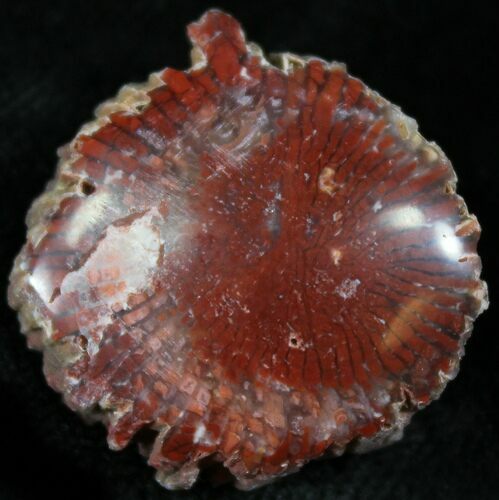 Pennsylvanian Aged Red Agatized Horn Coral - Utah #26369